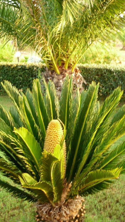 Vila Agriturismo Isidoro Fertilia Exteriér fotografie